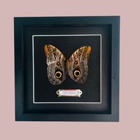 Giant Owl Butterfly