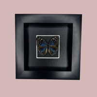 Blue Pansy