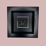 Blue Pansy