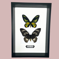 Double Rothschild Frame