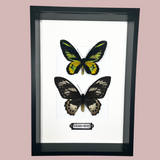 Double Rothschild Frame