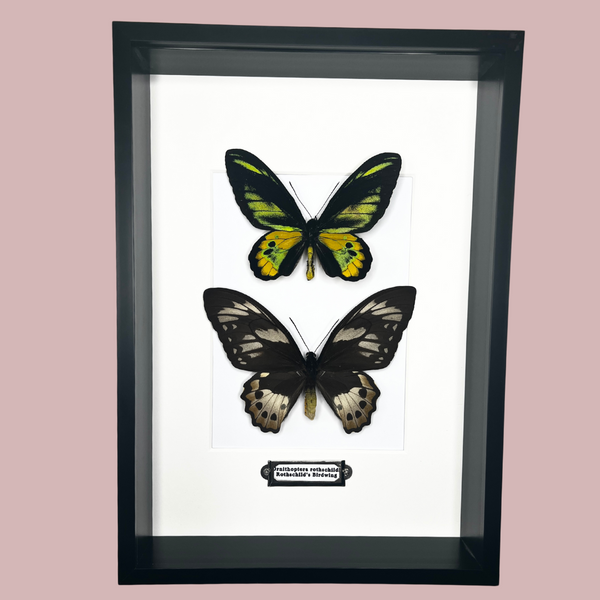 Double Rothschild Frame