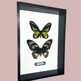 Double Rothschild Frame