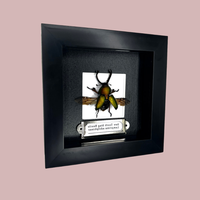 Saw Tooth Stag Beetle