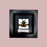 Saw Tooth Stag Beetle