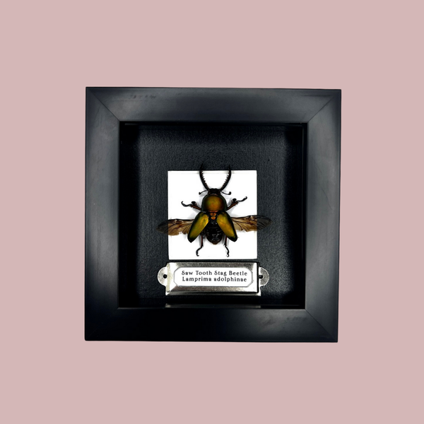 Saw Tooth Stag Beetle