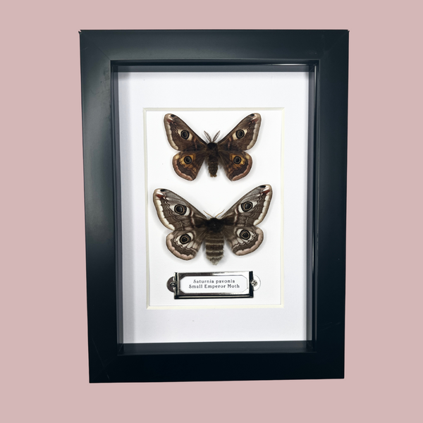 Small Emperor Moth Double Frame