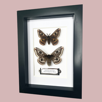 Small Emperor Moth Double Frame