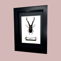 Stag Beetle