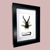 Stag Beetle With Open Wings
