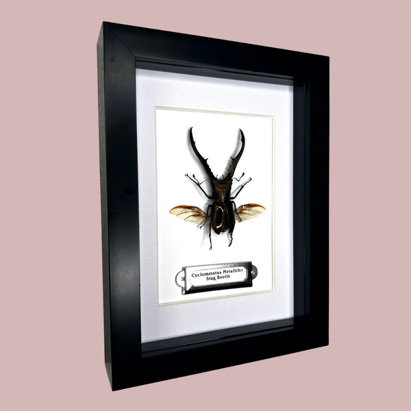 Stag Beetle With Open Wings