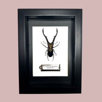 Stag Beetle