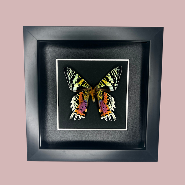 Madagascan Sunset Moth