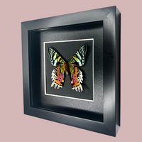 Madagascan Sunset Moth