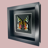 Madagascan Sunset Moth