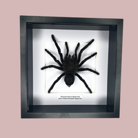 Yellow Kneed Tarantula