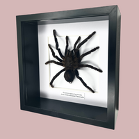 Yellow Kneed Tarantula