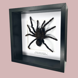 Yellow Kneed Tarantula