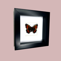 Small Tortoiseshell Butterfly