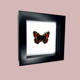 Small Tortoiseshell Butterfly