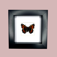 Small Tortoiseshell Butterfly