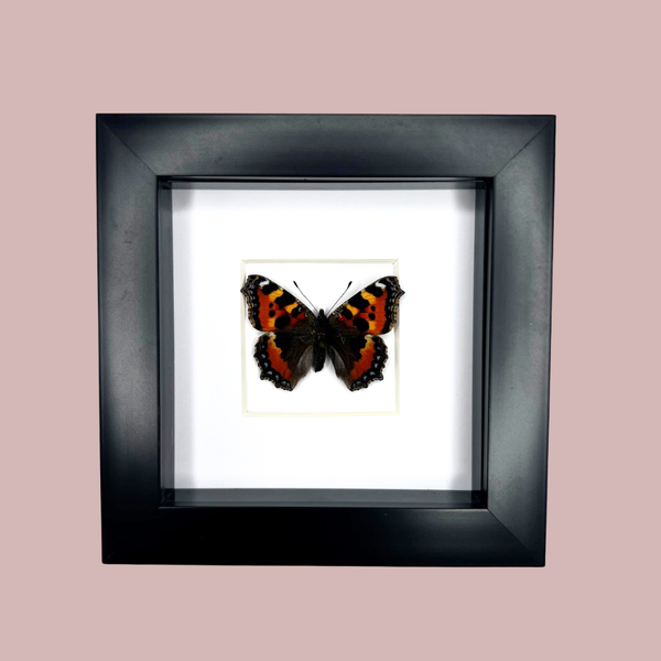 Small Tortoiseshell Butterfly