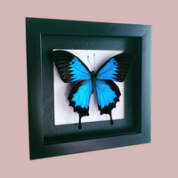Ulysses Butterfly