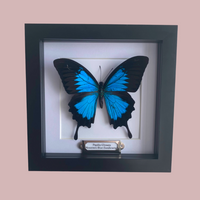 Ulysses Butterfly