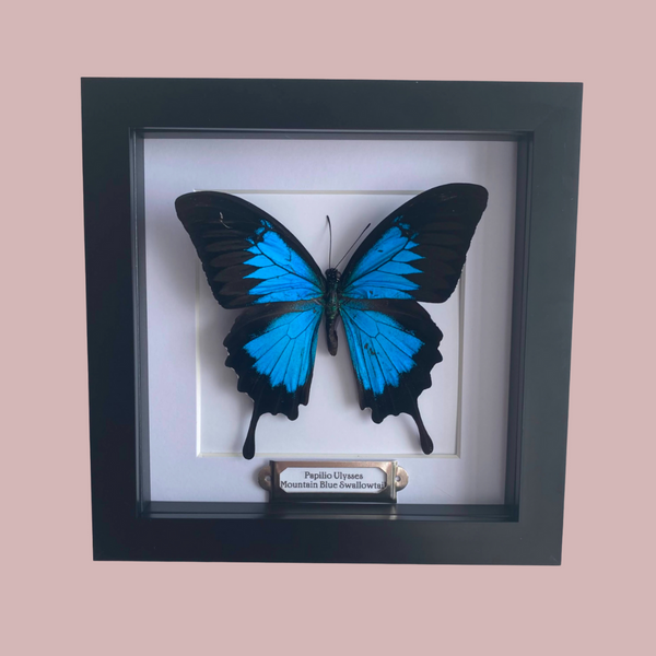 Ulysses Butterfly