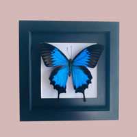 Ulysses Butterfly