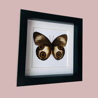 Urania Owl Butterfly