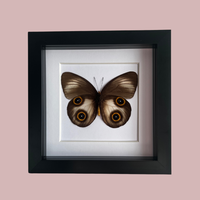 Urania Owl Butterfly