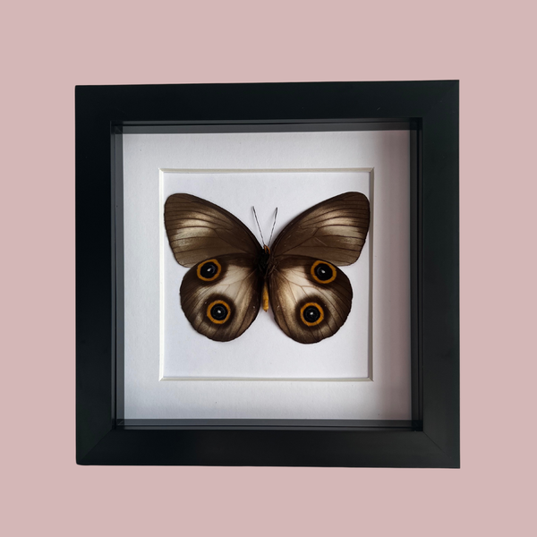 Urania Owl Butterfly