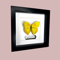 Yellow Sulphur