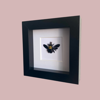 Yellow Carpenter Bee