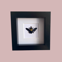 Yellow Carpenter Bee