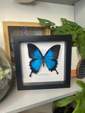 Ulysses Butterfly  Entomology Frame