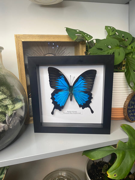 Ulysses Butterfly  Entomology Frame