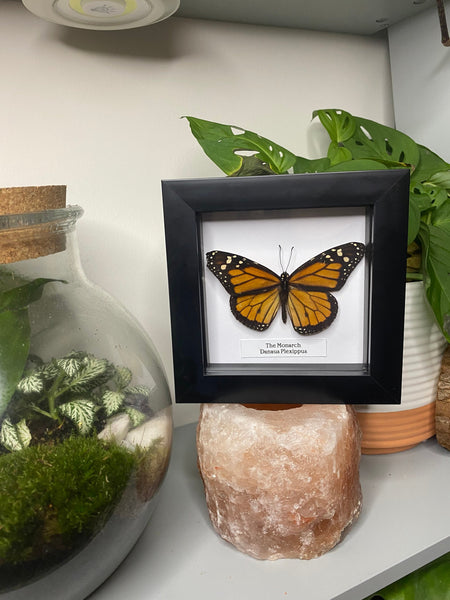 Framed monarch butterfly