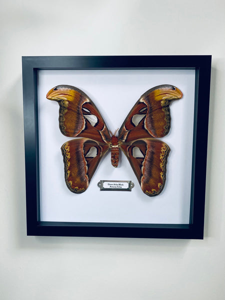Large Atlas Moth