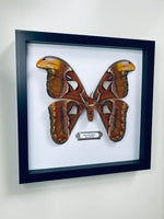 Large Atlas Moth