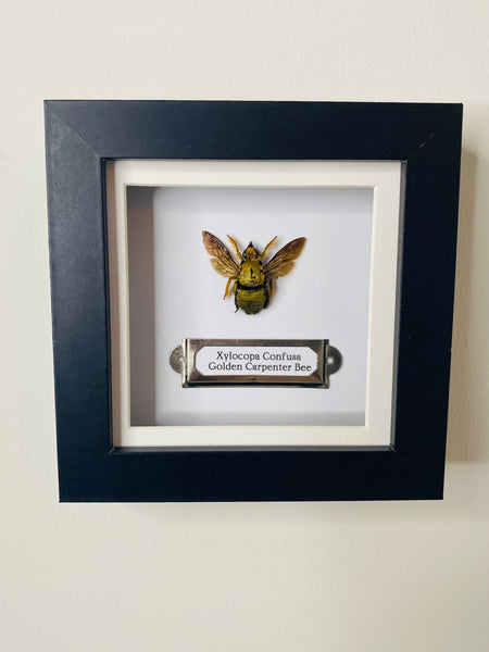 Golden Carpenter Bee in Black Frame