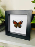 Peacock Butterfly Entomology Frame