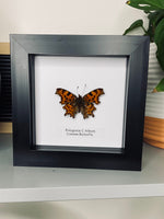 Comma Butterfly Entomology Frame