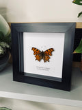 Comma Butterfly Entomology Frame