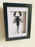 Emperor Scorpion Entomology Frame