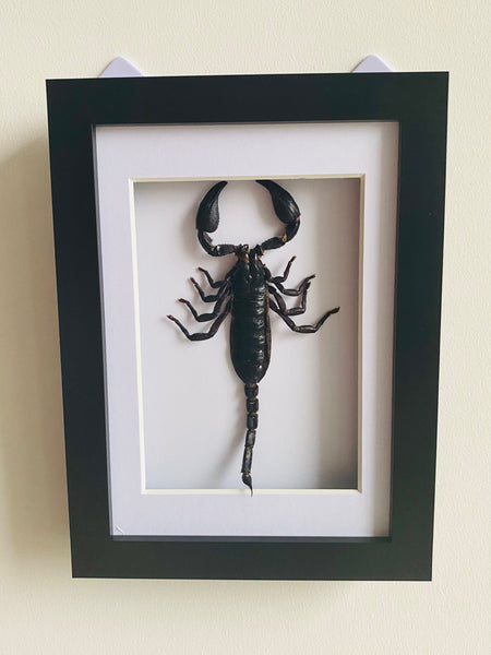 Emperor Scorpion Entomology Frame