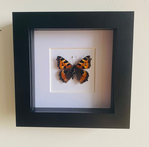 Small Tortoiseshell Butterfly Entomology Frame