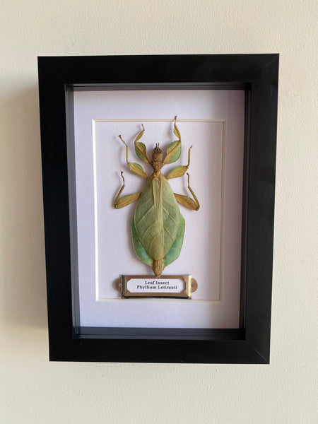 Framed Leaf Insect Entomology Frame