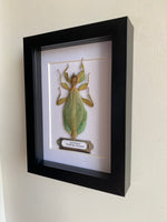 Framed Leaf Insect Entomology Frame